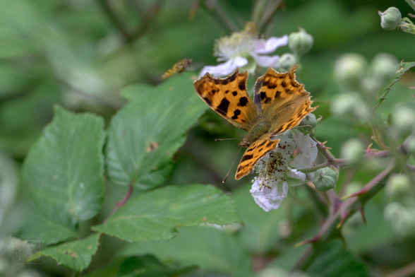 an orange butterfly with black speckles