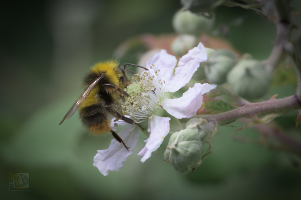 a bee on blossom