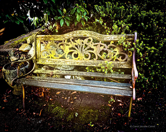 A somewhat dilapidated wooden bench sits in a corner garden nook by the sidewalk. The bench is covered with yellow lichen, including bits of its rusted iron armrests and feet.  One of the seat slats is askew, making the bench look dangerous. The bench is flanked by a stone wall on the left, with a gray lichenous planter next to the wall.  English laurel shades the bench, while various garden plants poke through the back on the right.

Imagine sitting there singing Counting Crows' Hanging Around

Seattle, Washington