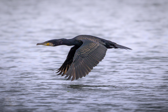 A Great Cormorant (Phalacrocorax carbo) flying low over the water with wings fully extended. The bird has dark plumage with a bronze sheen and a yellow throat patch, and its body is parallel to the water surface, creating a streamlined silhouette. The water below is calm and grey-blue, reflecting the overcast sky