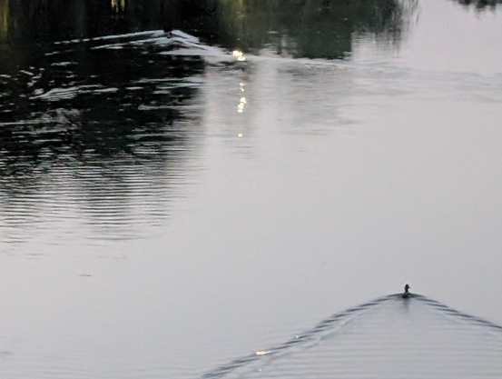 A lake.  Reflections of trees in the water.  In the corner, a duck gliding forward, with a v-shaped wake behind it.

Photo: Brad Rubenstein (2025)