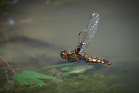 A gold and black dragonfly in flight