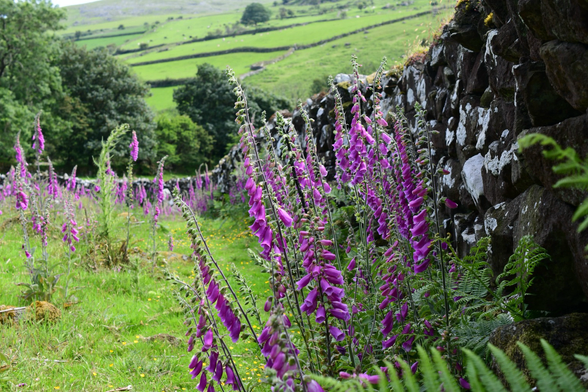 Foxgloves and a wall 