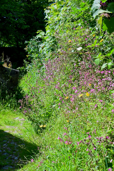 Wild flowers and footpath