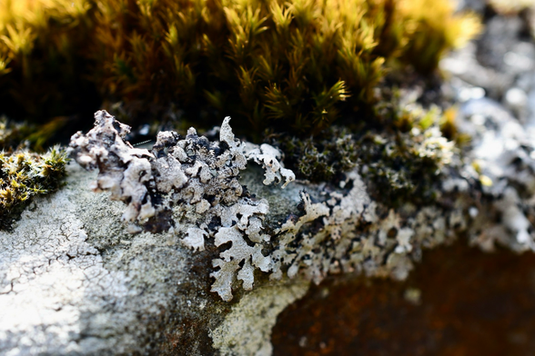 Moss and lichen on a dry stone wall, close up.