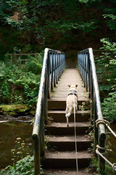 A small dog is climbing steps to get on a bridge, over a river.