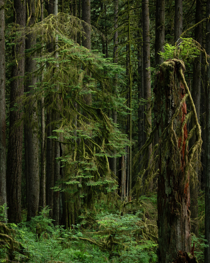 A photograph of a section of some temperate rainforest in North Vancouver, BC. The foreground subject is an old tree, nursing several smaller ones, it's reddish bark showing from beneath green moss. We have a larger deciduous tree in the background, draped with a layer of old man's beard.