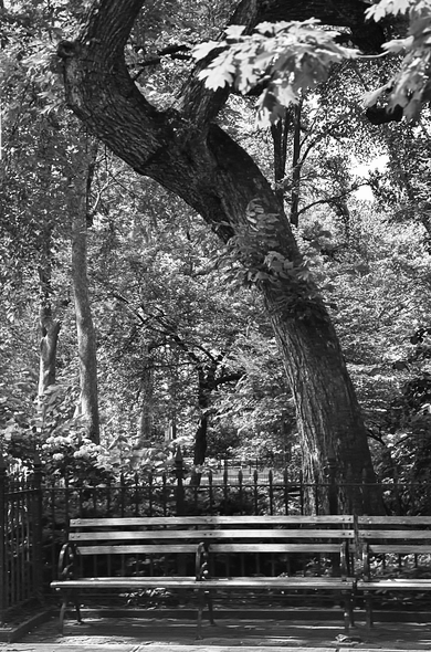 Black and white photo of the north side of Madison Square Park. In the foreground is a row of empty benches. Behind that is one large tree trunk going up and leaning over to the left. The rest of the background is a mass of smaller trees and leaves