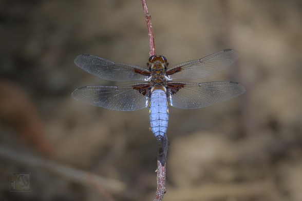 A vibrant dragonfly with a striking blue abdomen perches delicately on a thin twig. Its transparent wings, adorned with intricate vein patterns, shimmer in the light. The softly blurred background accentuates the fine details of the dragonfly, drawing attention to its elegant form and delicate features.