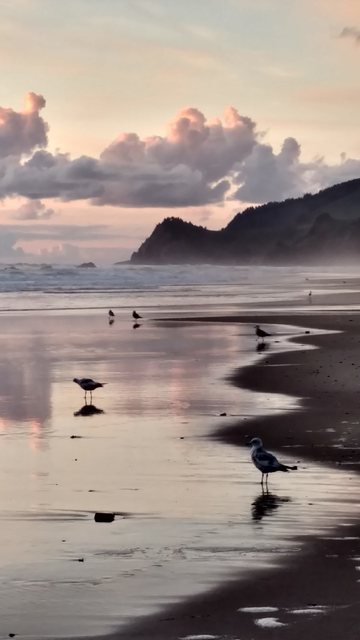 A peaceful beach scene at sunset in Lincoln City, Oregon, with several seagulls standing along a curving waterline on the wet sand, which is reflecting the sky and pink and gray sunlit clouds. There are some dark cliffs visible above the ocean surf in the distance.