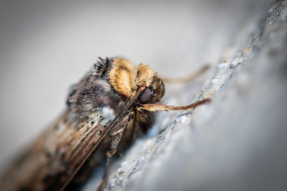 Close up shot of the head of a small brown moth.
