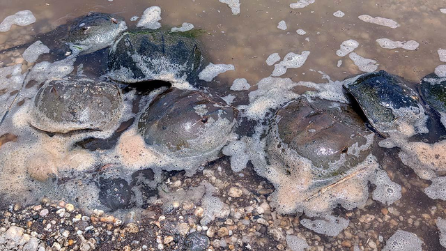 A group of horseshoe crabs partially submerged in shallow, foamy water along a rocky shoreline during spawning season. Their hard, domed shells glisten with moisture and are clustered closely together.