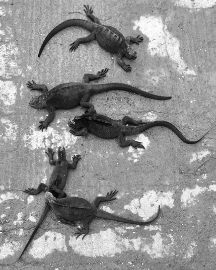 Four iguanas sun themselves on the weathered pavement in Santa Cruz, Galapagos, Ecuador.