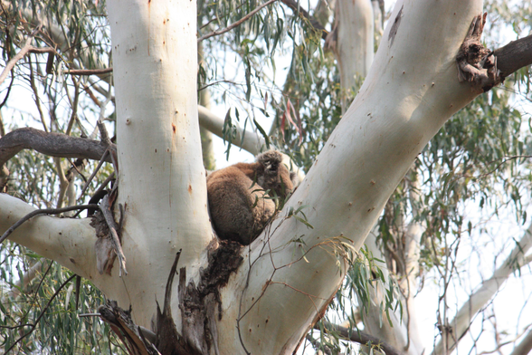 Koala in a eucalyptus tree on the Tower Hill volcano under a hazy/smoky sky from wildfires in the region
photo by Ian Kluft
1 February 2025
Tower Hill Wildlife Reserve, Victoria, Australia
