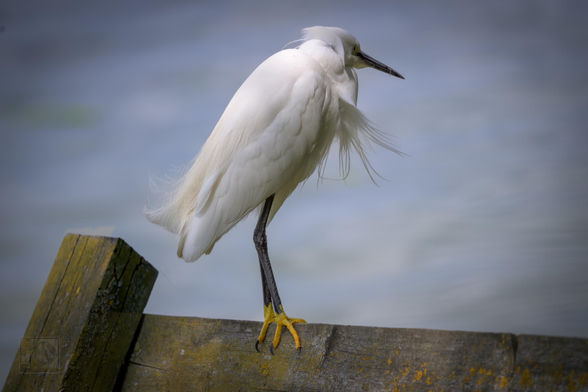 a small white heron perched on a fence