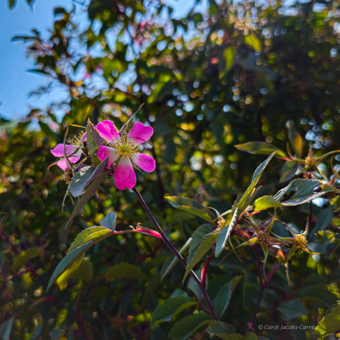 Rosa glauca, or blue-leaf rose, is native to the mountains in Europe, but grows well here in the PNW.  I had to shoot this photo above my head to get a picture of two of its 5 petaled rosy pink flowers. The petals turn white at the heart, surrounding the golden anthers.  The leaves surrounding the flowers are blue-green, the stems vary from blue to purple.  In this shot, the rose bush is lit from above by a bright sun in a blue blue sky.