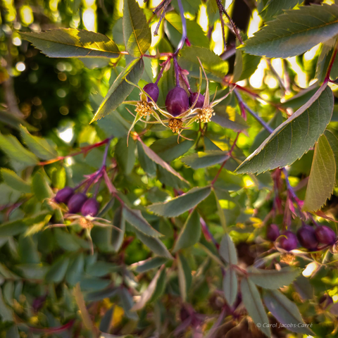 Although the rosehips turn red in fall, they start out purple as shown in this photo.  Here several clusters display their purple fruit and star like sepals set against the blue-green leaves.