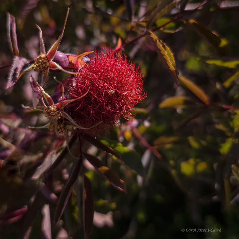 The red hairy-looking balls of rose cane galls are the result of tiny cynipid wasps laying eggs in the rose stem at a leaf bud join.  The red balls are usually pretty noticeable, being about 2 inches in diameter. This one is striking in the middle of the blue-green leaves and purple rose hips.