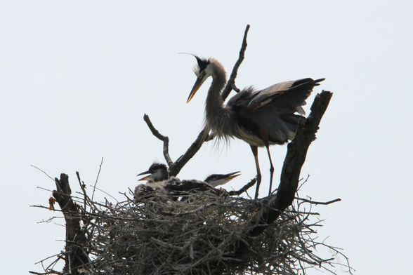 Three juvenile great blue herons in a nest of sticks atop a dead tree branch. One is standing with a couple of black feathers on its head leaning forward in pompadour fashion. The other two are sitting in the nest, facing in opposite directions, and apparently calling with open beaks.