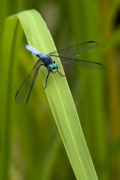 A blue dragonfly is perched facing down on a blade of grass