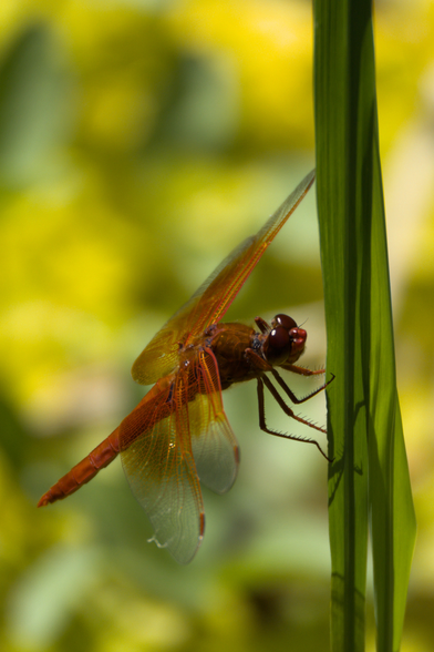 A red dragonfly is perched on the vertical stalk of a grass