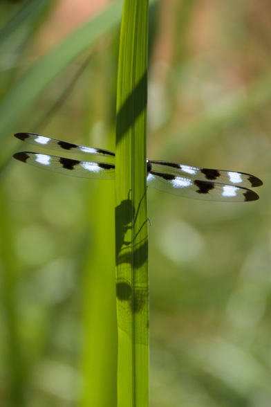 A black and white dragonfly is perched on the back of a blade of grass, only wings visible. Its head and body are seen in silhouette through the leaf