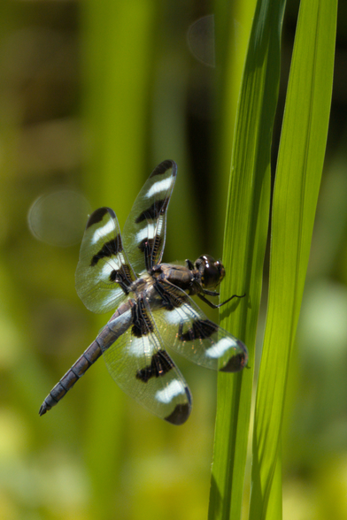 A black and white dragonfly perched on the side of a blade of grass