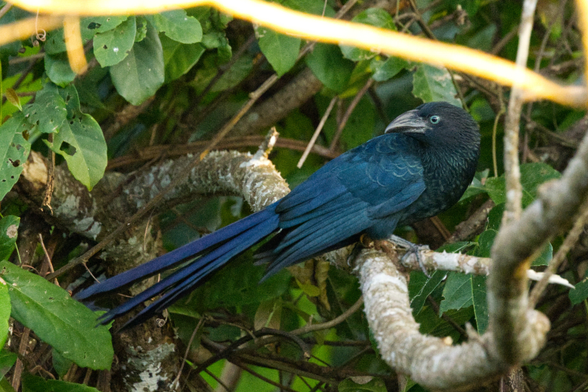 Ein Riesenani (Crotophaga major) sitzt auf einem Ast und blickt über seine rechte Schulter zurück. Der Betrachter sieht ihn im Profil.
Riesenanis sind schwarze, auffallend langschwänzige Vögel. Mit einer Gesamtlänge von 46 Zentimetern erreichen sie knapp die Größe der heimischen Elster. Der sich zur Spitze hin verbreiternde Schwanz macht etwas mehr als die Hälfte der Gesamtlänge aus. Charakteristisch ist weiters der mächtige, am Oberschnabel bogenförmig erhöhte, seitlich zusammengedrückt wirkende Schnabel. Das gesamte Gefieder ist schwarz. Der Nackenbereich, die Brust und der Rücken weisen oft einen bläulichen Glanz auf, die Federenden schimmern grünlich. An den Flügeln changiert dieser Glanz eher ins Bläuliche, der Schwanz glänzt mehr purpurfarben. Der Schnabel ist schwarz; der Oberschnabel weist etwa ab der Schnabelmitte einen deutlichen Höcker auf. Zwei parallele Kerben verlaufen an der Basis diese Erhebung sowie etwas tiefer von den Nasenlöchern zur Schnabelspitze verlaufend. Die Iris der Augen ist weiß mit einem leicht grünlichen Schimmer, die Beine sind schwarz.