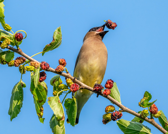 A photograph of a Cedar Waxwing perched on a berry-covered branch of a mulberry tree, against a blue sky. It has tossed a single mulberry up and has its beak open to catch it so it can swallow it.
