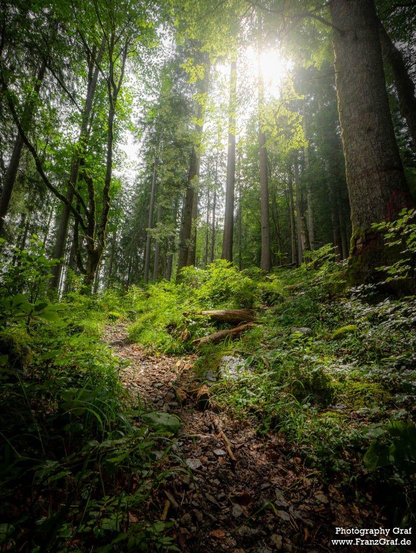 A serene trail winds its way through a lush forest, with towering trees and vibrant green foliage creating a peaceful, natural environment. The path is surrounded by old-growth trees, with sunlight filtering through the canopy above, casting dappled shadows on the forest floor. The dominant colors of the scene are black and green, with white accents. The image captures the beauty of a woodland landscape, showcasing the diversity of plant life and the tranquility of nature. This picturesque setting evokes a sense of calm and wonder, inviting viewers to immerse themselves in the beauty of the outdoors.