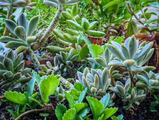 A busy frame full of green plants, mostly succulents with their canoe shaped fat leaves.