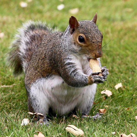 A Grey Squirrel on a lawn eating peanuts.