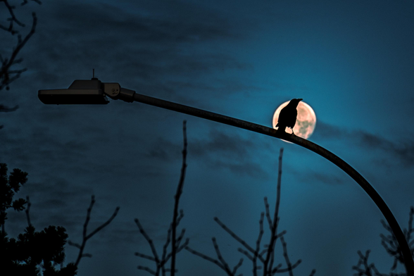 Strassenlaterne mit Vogel vor dem Vollmond. 