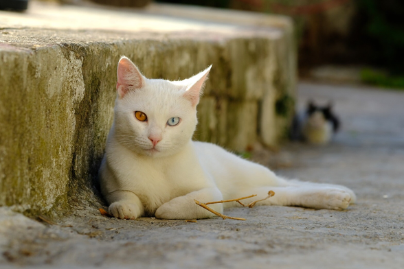 A beautiful white cat with one yellow and one blue eye is resting next to a kerbstone. In the back, out of focus, there is a tuxedo cat.