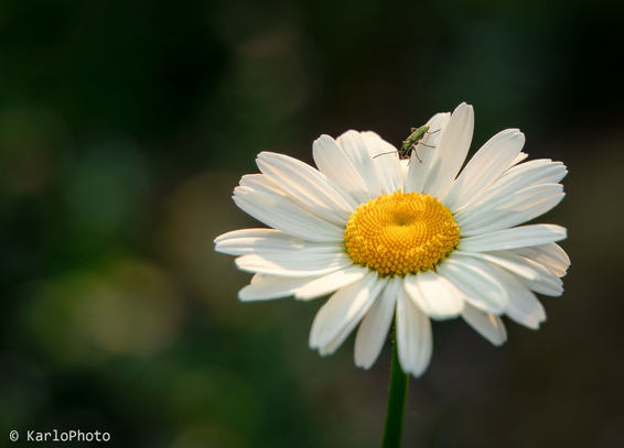 A daisy with a small insect on in.
