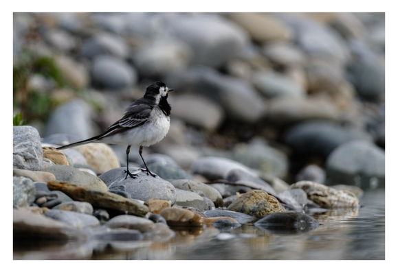 Foto im Querformat. Eine Bachstelze, ein kleiner Vogel mit weißem Federkleid an der Brust und im Gesicht und schwarz-grauen Flügeln, Kopf und Hals steht seitlich zur Kamera an einem steinigen Ufer und schaut in die andere Richtung. Der Vogel und der Bereich um diesen ist scharf abgebildet. Hinter- und Vordergrund sind unscharf.