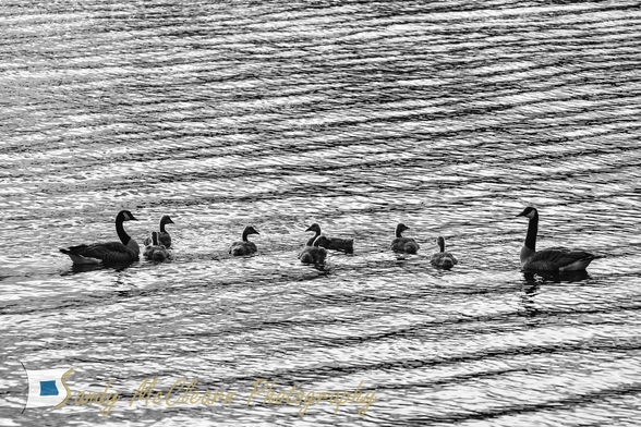 A pair of Canada Geese with their 7 goslings. 