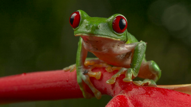 A beautiful shiny green tree frog with huge red eyes sits on the petals of a red tropical flower. This is the Red-eyed Tree Frog. La Tarde, Osa Peninsula, Costa Rica. Photo by Peachfront. 