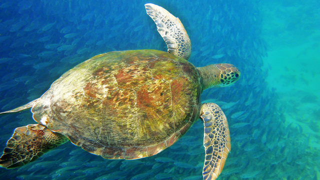 Sea turtle, Fernando de Noronha, Brazil