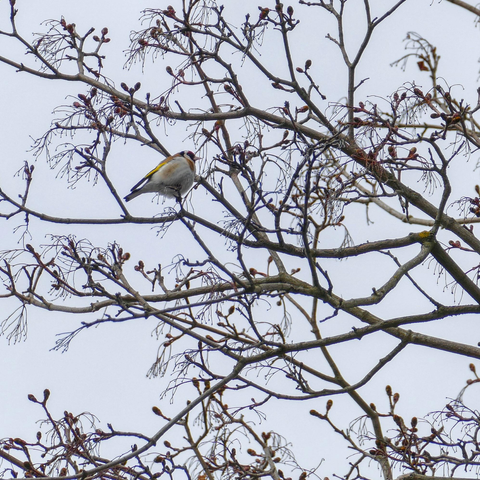 European goldfinch sitting on a branch of a tree