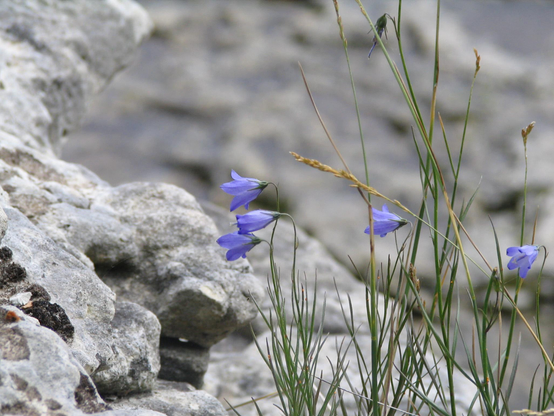 Closeup of five delicate purple violet flowers against grey rocks.