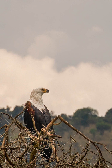A majestic eagle is perched on a thorny branch, facing to the side against a backdrop of cloudy skies and greenery. The bird has a distinctive white head and dark brown body, showcasing its powerful presence in the wild.