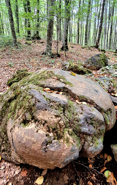 The image depicts a serene forest scene with a large, moss-covered rock in the foreground. The rock is textured with patches of green moss and has a rough, uneven surface, with some areas appearing smoother. It is surrounded by fallen leaves, indicating a natural, undisturbed environment. In the background, a dense array of slender trees with green leaves creates a canopy, allowing dappled sunlight to filter through. The forest floor is covered with a layer of brown leaves, and additional rocks are visible, some also covered in moss. The overall atmosphere is tranquil and untouched, showcasing the beauty of a forest ecosystem.

Provided by @altbot, generated privately and locally using Ovis2-8B

🌱 Energy used: 0.162 Wh