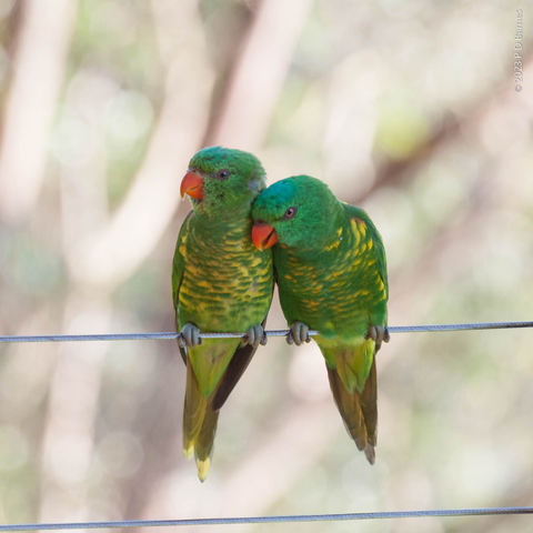 A pair of scaly-breasted lorikeets snuggling, about to do some allopreening. The lorikeets are predominantly bright green, shading to yellow under their tails, and with a pronounced green and yellow speckle on their chest. Their beaks are a contrasting bright orange. Cute.