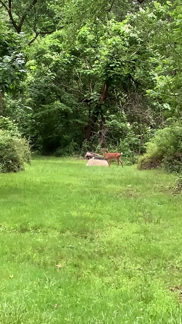 A deer stands on a grassy trail, watching me closely, trying to decide if I’m a threat. It quickly flicks its tail side to side, then walks away.