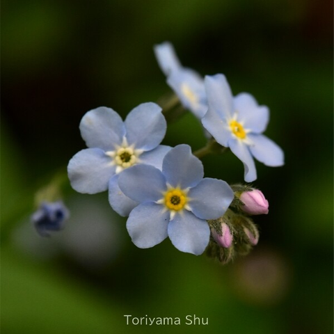エゾムラサキ。花は淡青色で中心部は黄色。5裂。