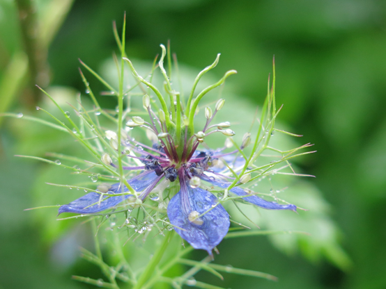クロタネソウ
Nigella damascena
この花は花弁が青