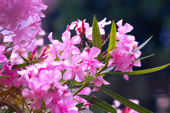 A close-up shot of some pink oleander flowers. They're so pretty. They're small and delicate, with elongated hard leaves around.