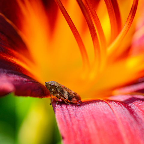 A small brownish leafhopper sitting on the petals of a day-lily (perhaps Cirmson Pirate) which is deep red and yellow near the interior. The stamens curve up in the top right corner and the lower-left corner is green, background garden out of focus. There are some small droplets of rain water at the feet of the insect.