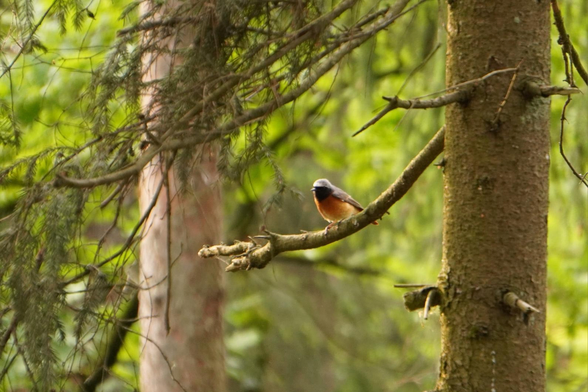 A male black redstart perched on a spruce branch